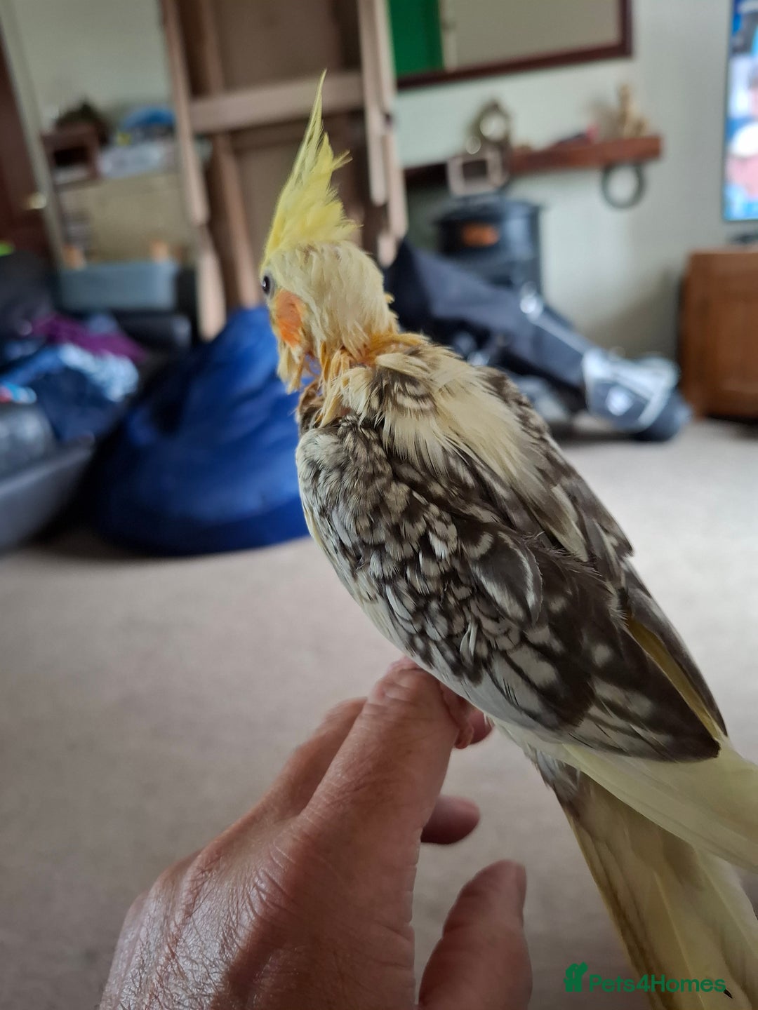 Cockatiels birds for sale: Hand reared cockatiels  - Image 2
