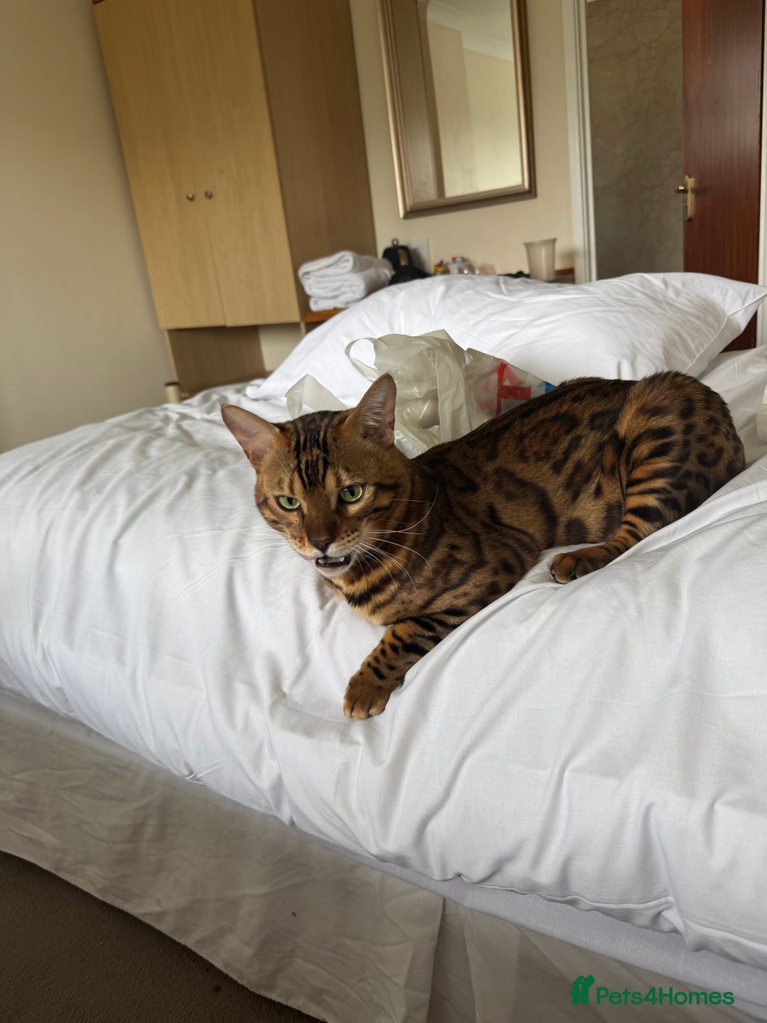Bengal cats for sale: Beautiful bengal boy - Image 4