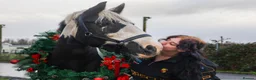 Irish Cob horses for sale: Connie - 12 Year Old Cob Mare for Sale in Prescot - Advert 3