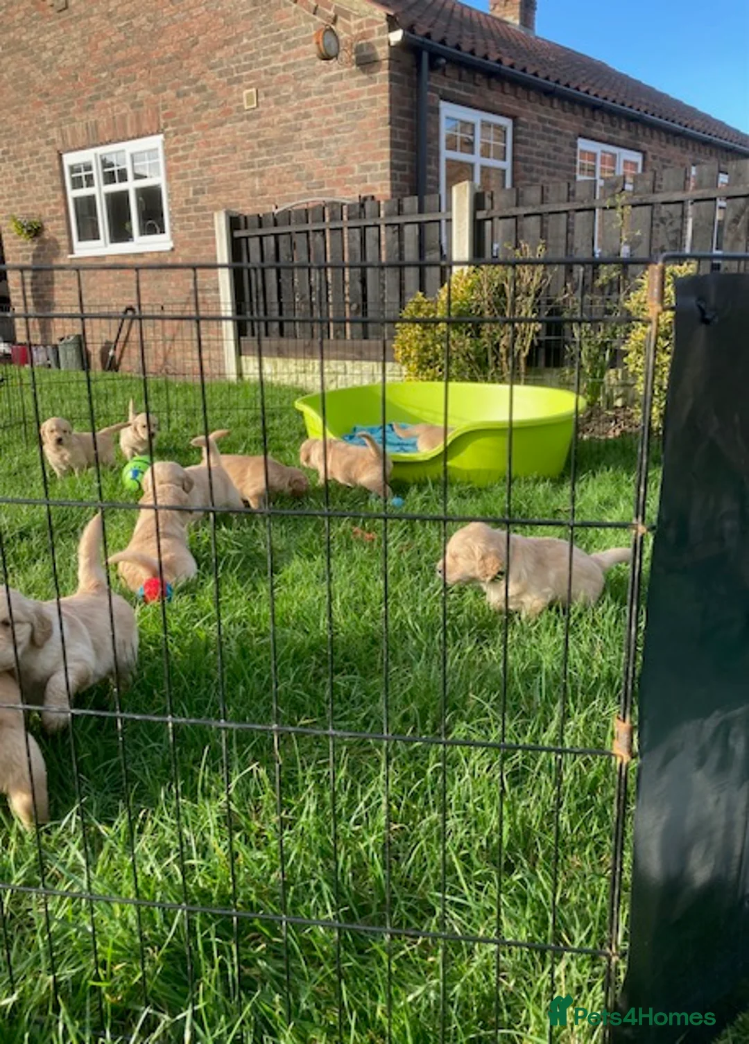 Golden Retriever dogs for sale: Beautiful retriever puppies, KC Reg/Health tested - Advert 10