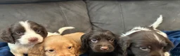 Cocker Spaniel dogs for sale: Cocker Spaniel Puppies  - Advert 2