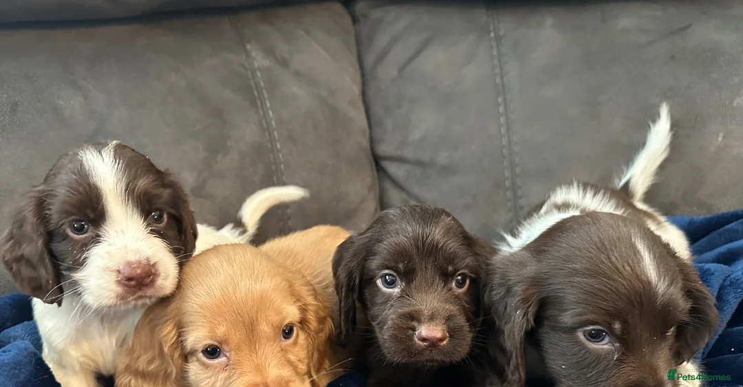 Cocker Spaniel dogs for sale: Cocker Spaniel Puppies  - Advert 2