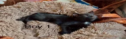 Domestic Shorthair cats for sale: Beautiful Kittens - Ready Now - Advert 5