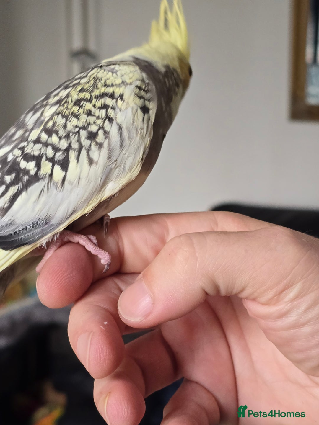 Cockatiels birds for sale: Handreared Cockatiels - Image 9
