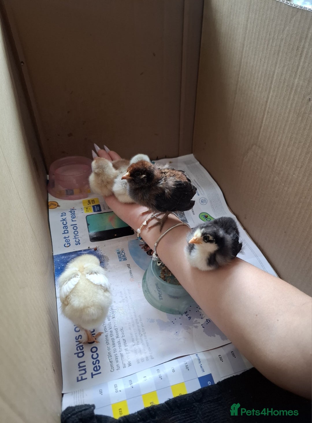 Chickens poultry for sale: FREE REHOME LOVELY BANTAM CHICKS 🐥❤️ - Image 2