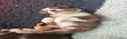 Border Collie dogs for sale: 2 male chocolate border collie puppies red Merle - Advert 21