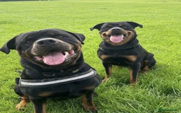 Rottweiler dogs for sale: Female Rottweiler  - Image 7