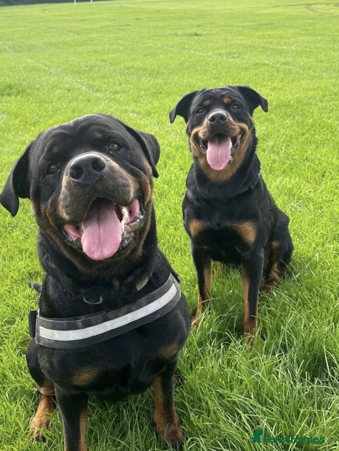 Rottweiler dogs for sale: Female Rottweiler  - Image 7