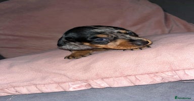 Dachshund dogs - Advert 8