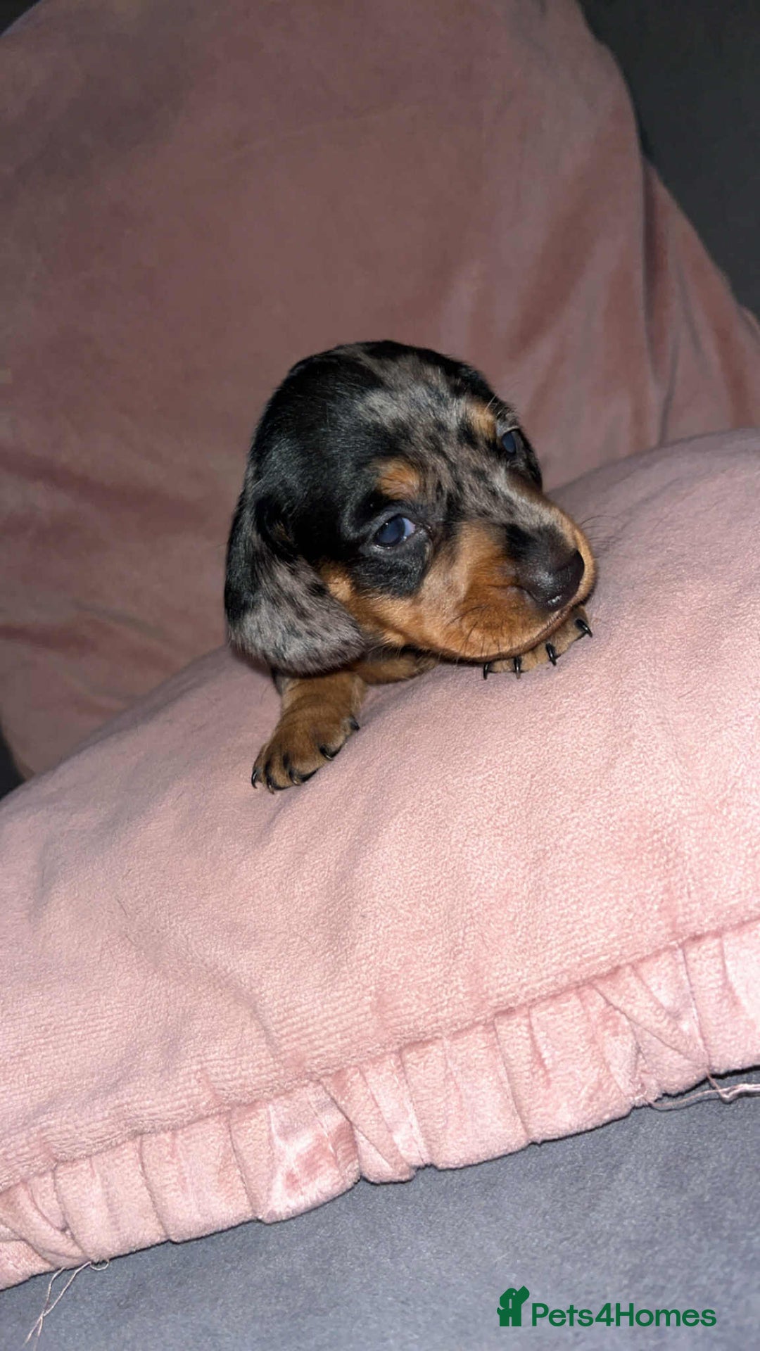 Dachshund dogs for sale: Miniature smooth haired pra clear - Advert 3