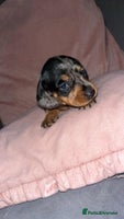 Dachshund dogs - Advert 1