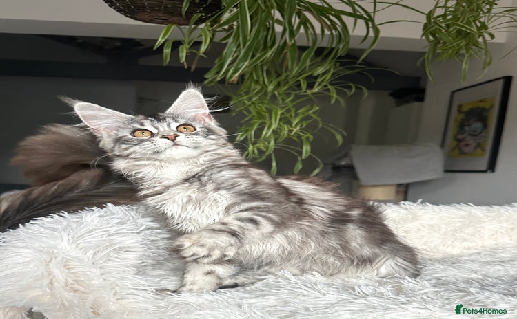 Maine Coon cats in Leicester - Advert 3