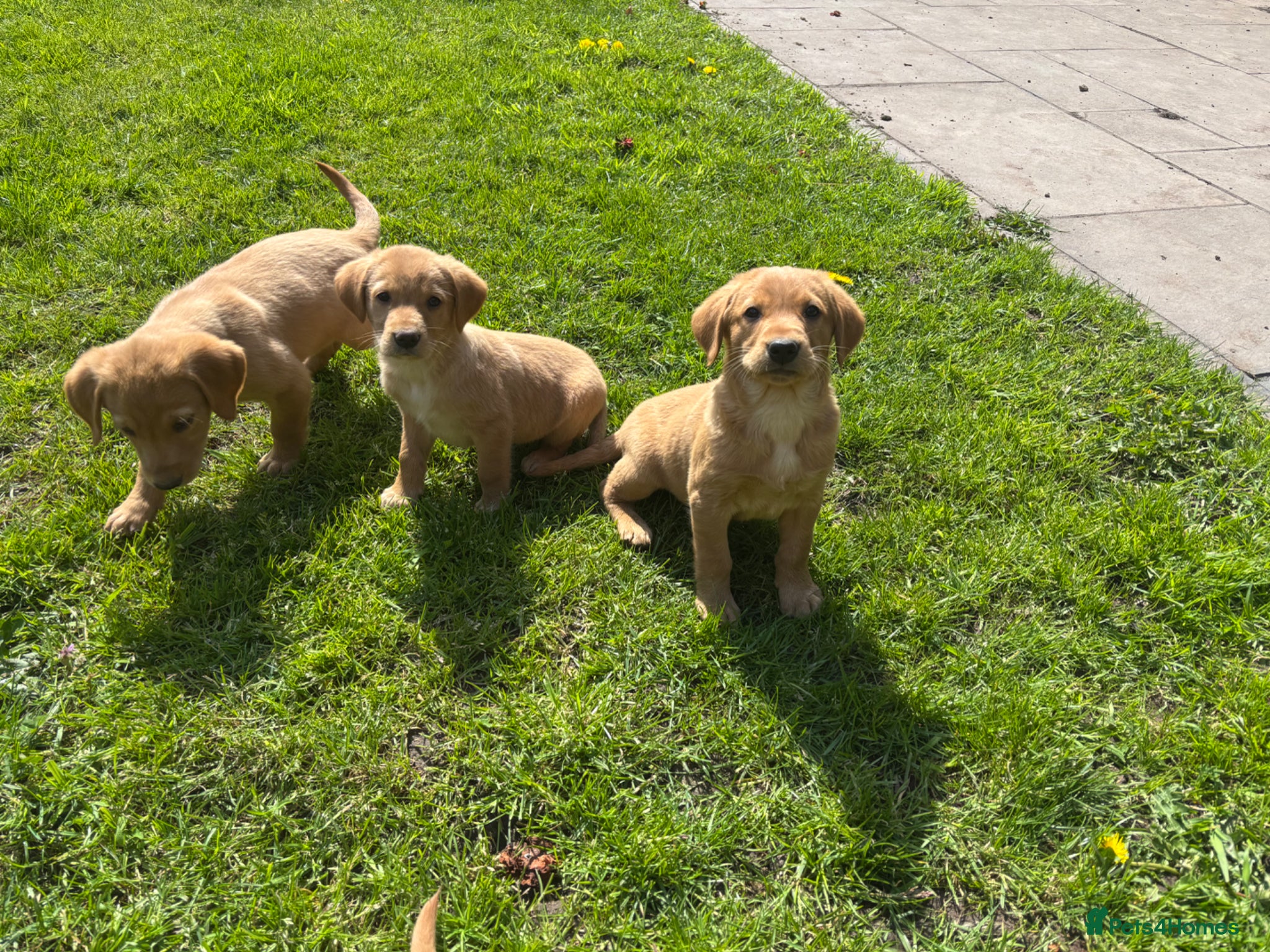 Goldador dogs ⭐️READY TO LEAVE⭐️F1 Goldendors Puppies⭐️ - Advert 1