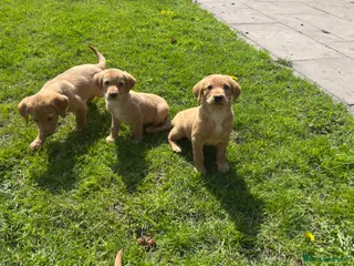 Goldador dogs for sale: ⭐️READY TO LEAVE⭐️F1 Goldendors Puppies⭐️ - Advert 2
