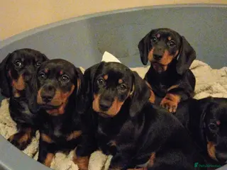 Dachshund dogs Dachshund Puppies - Advert 14