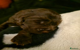 Cocker Spaniel dogs for sale: Cocker spaniel puppies - Image 23