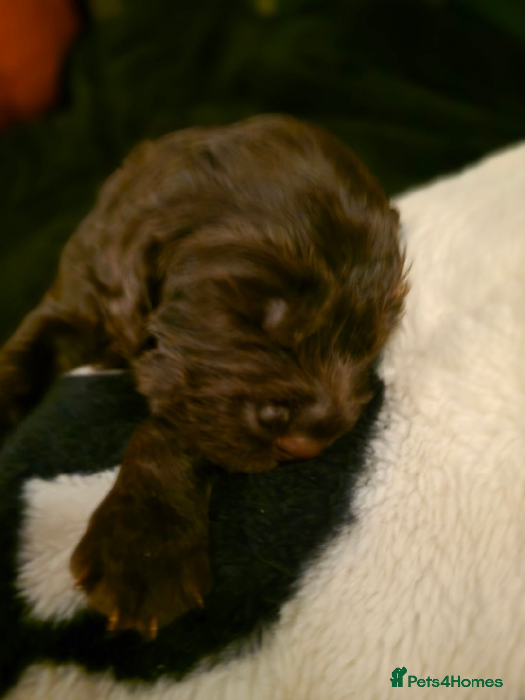 Cocker Spaniel dogs for sale: Cocker spaniel puppies - Image 23