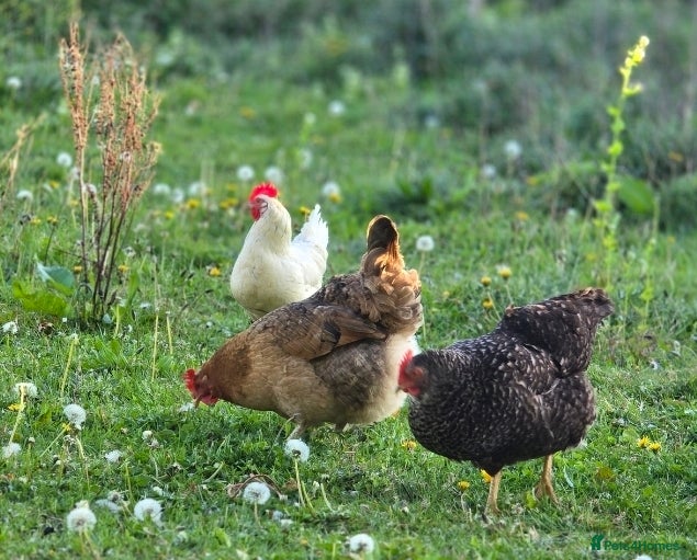 Chickens poultry for sale: Chicks for sale - Advert 3