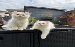Persian cats for sale: 2 white Gorgeous Persian Boys - Image 33