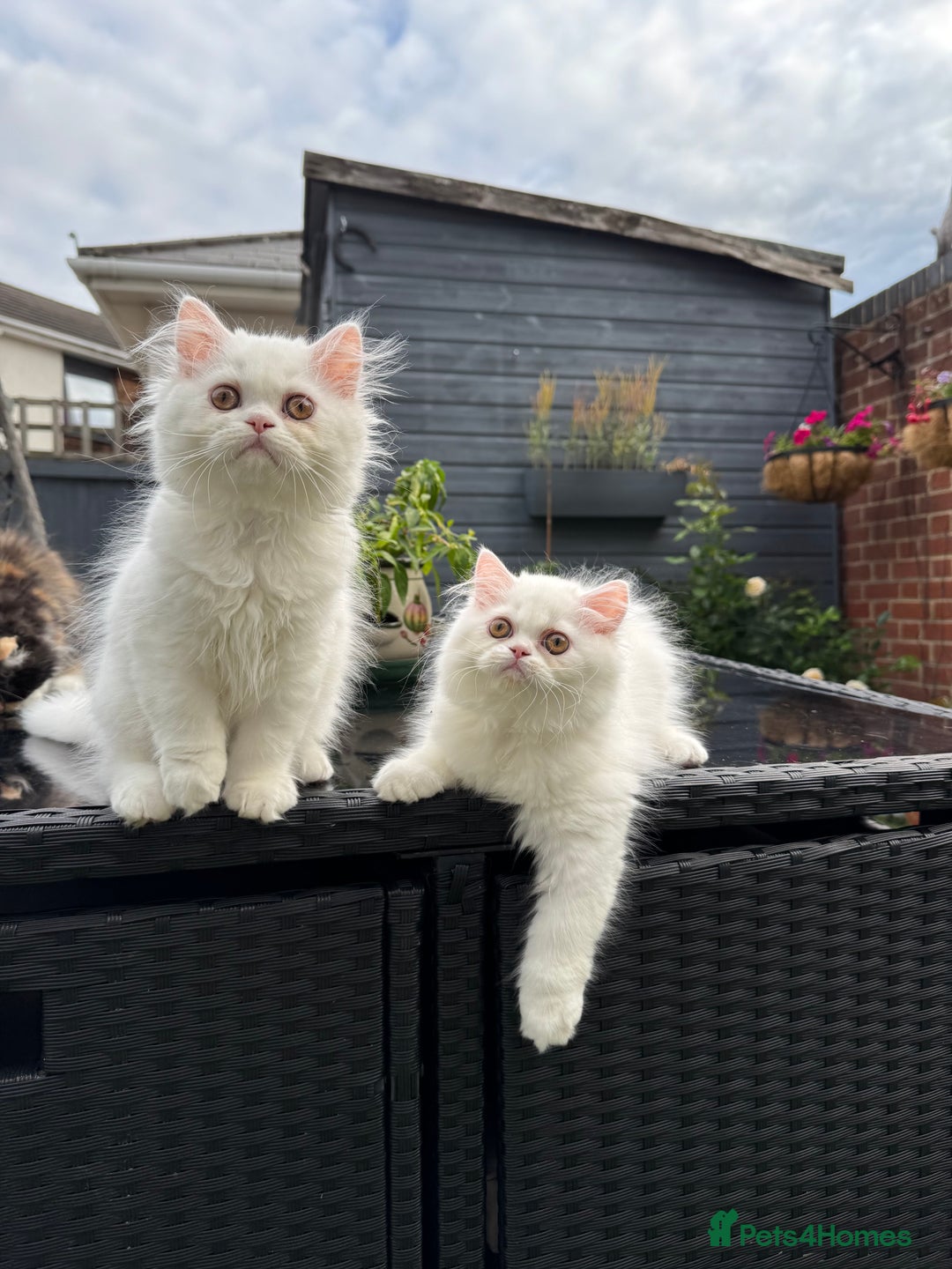 Persian cats for sale: 2 white Gorgeous Persian Boys - Image 33