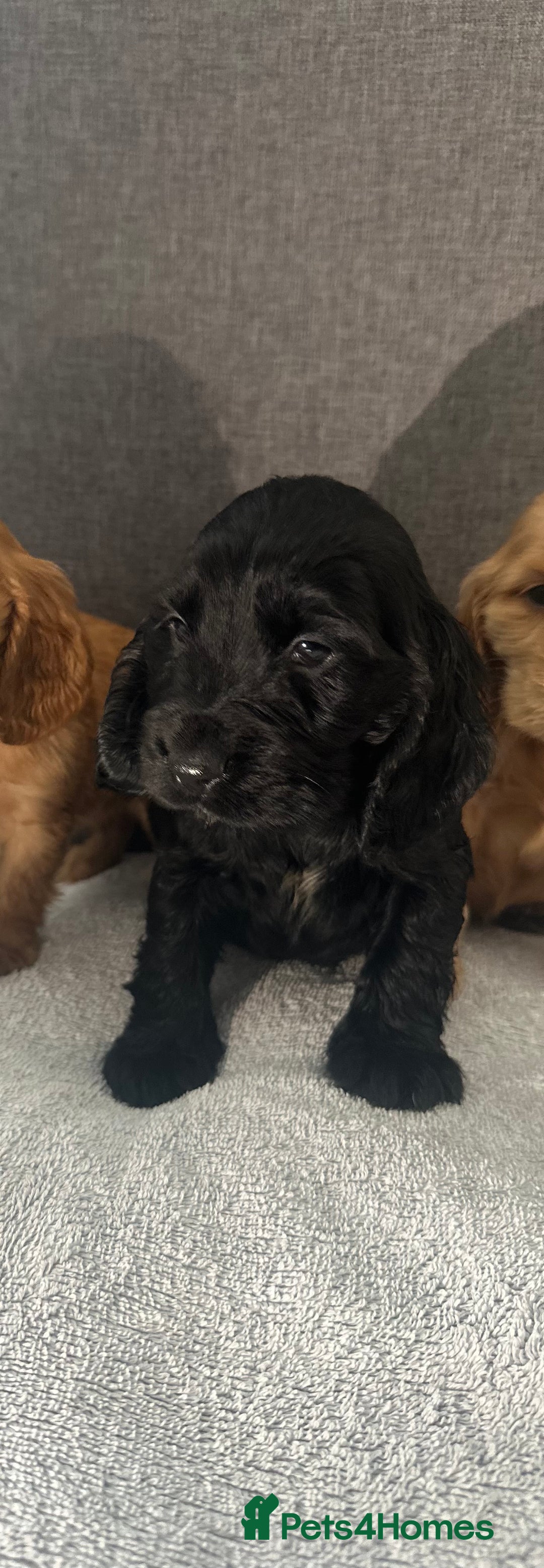 Cocker Spaniel dogs for sale: Beautiful Showtype cocker spaniels - Image 28