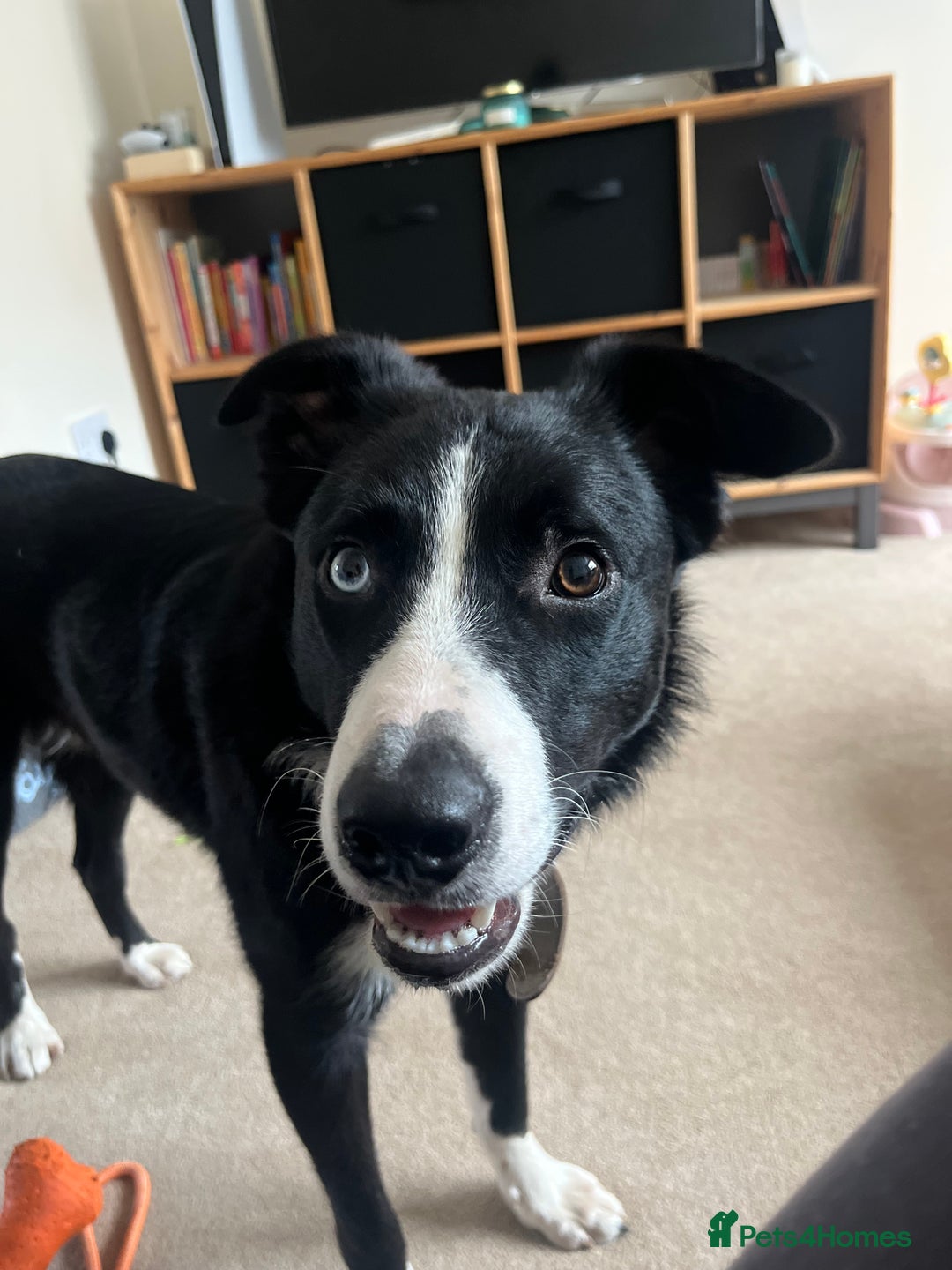 Border Collie dogs for sale: Koby the border collie  - Image 5