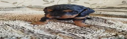 Cockapoo dogs for sale: Cockerpoo f2 - Advert 29