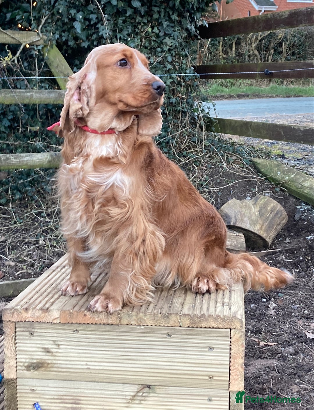 Cocker Spaniel dogs for sale: KC Show Type Cocker Spaniel Pups - Family Home  - Image 28