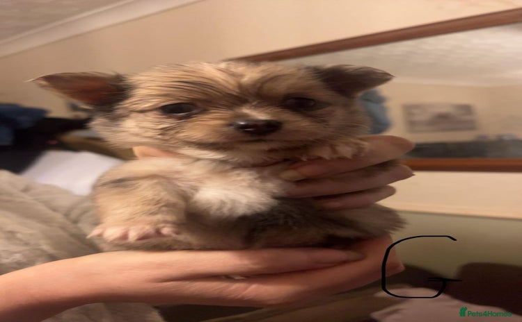 Mixed Breed dogs - Advert 1