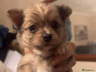 Mixed Breed dogs - Advert 3