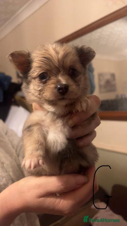 Mixed Breed dogs - Advert 1