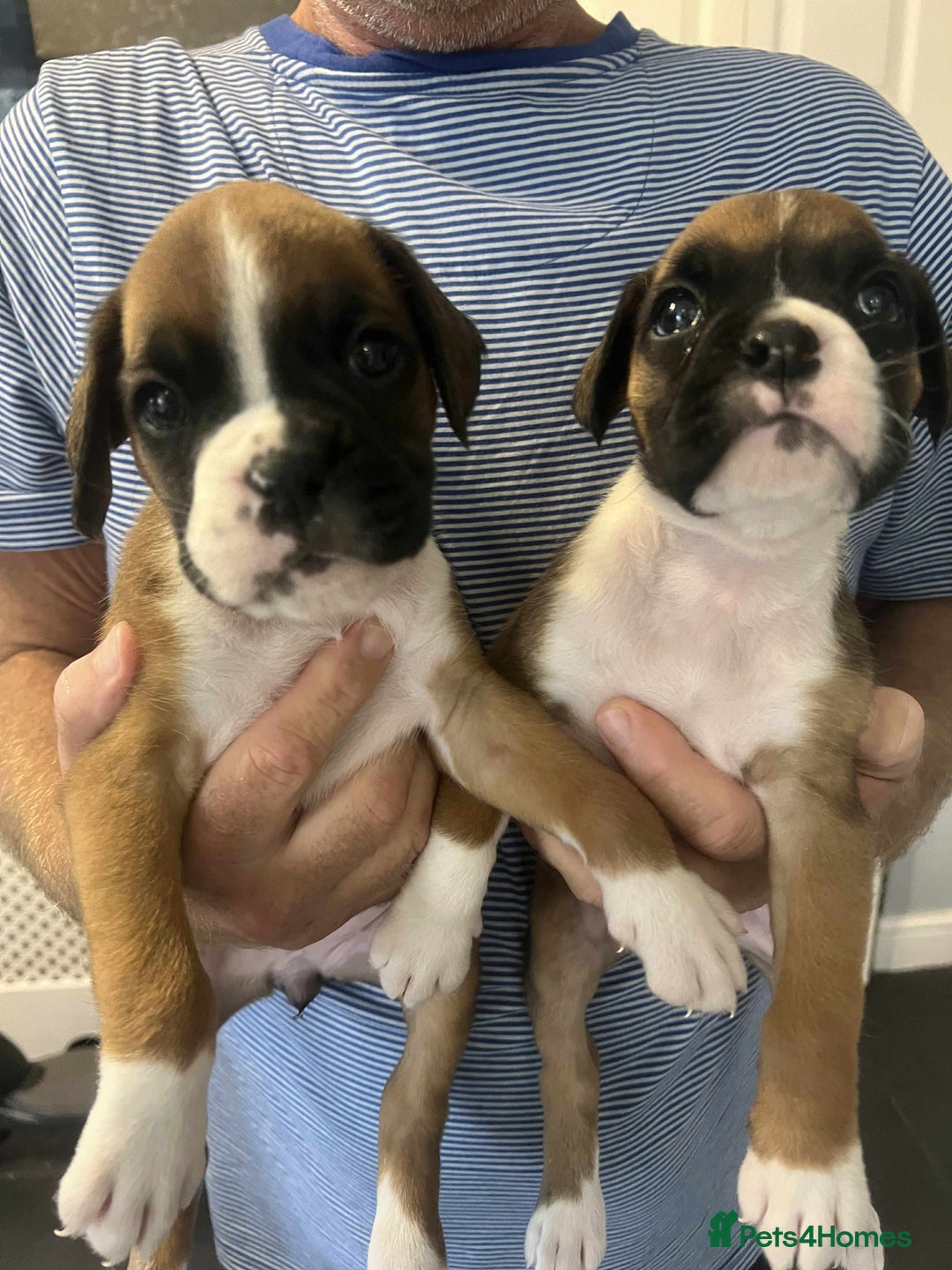 Boxer dogs for sale: Gorgeous litter of red and white boxers.  - Image 36