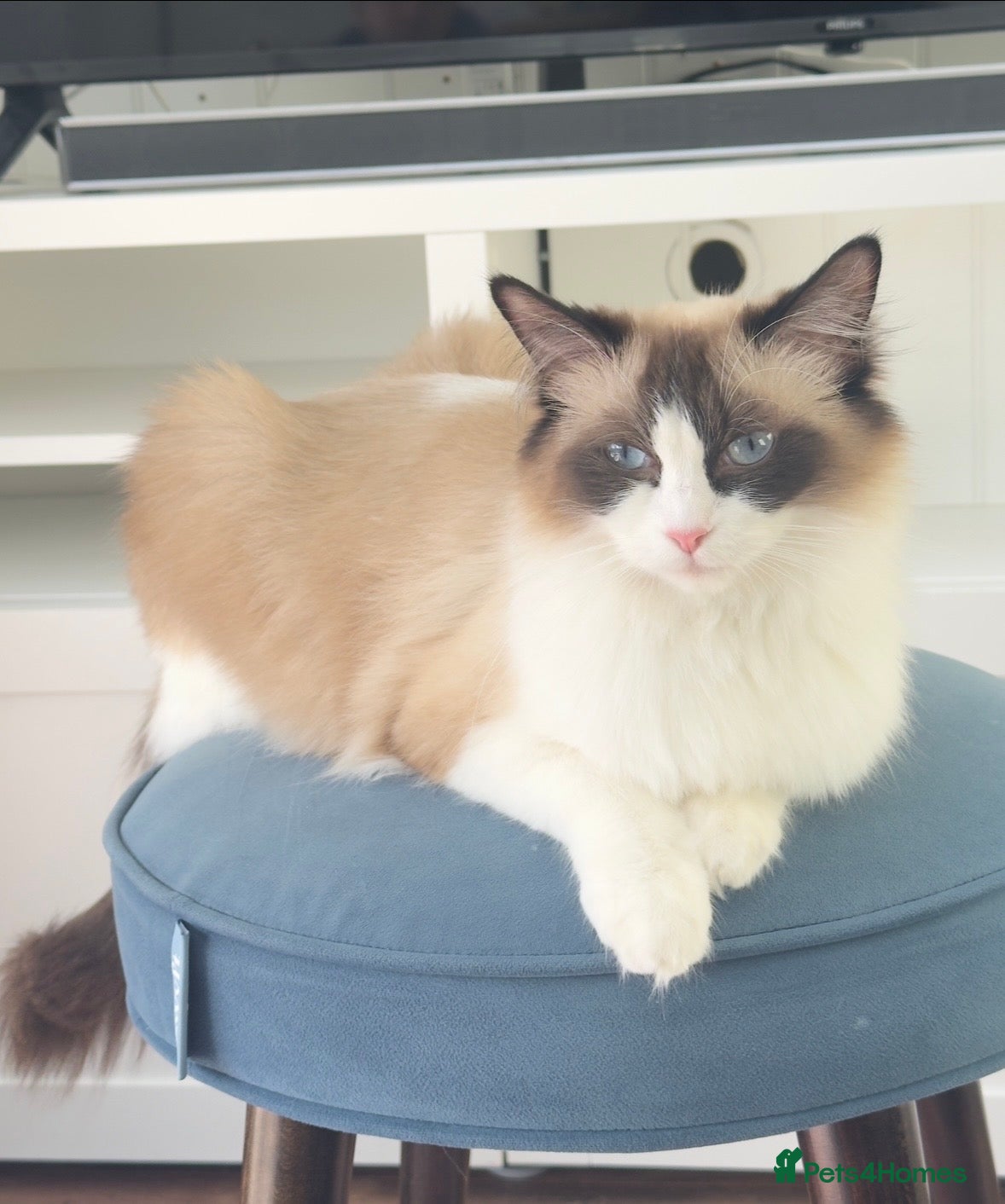 Mixed Breed cats Ragdoll x Turkish Angora kittens - Advert 4