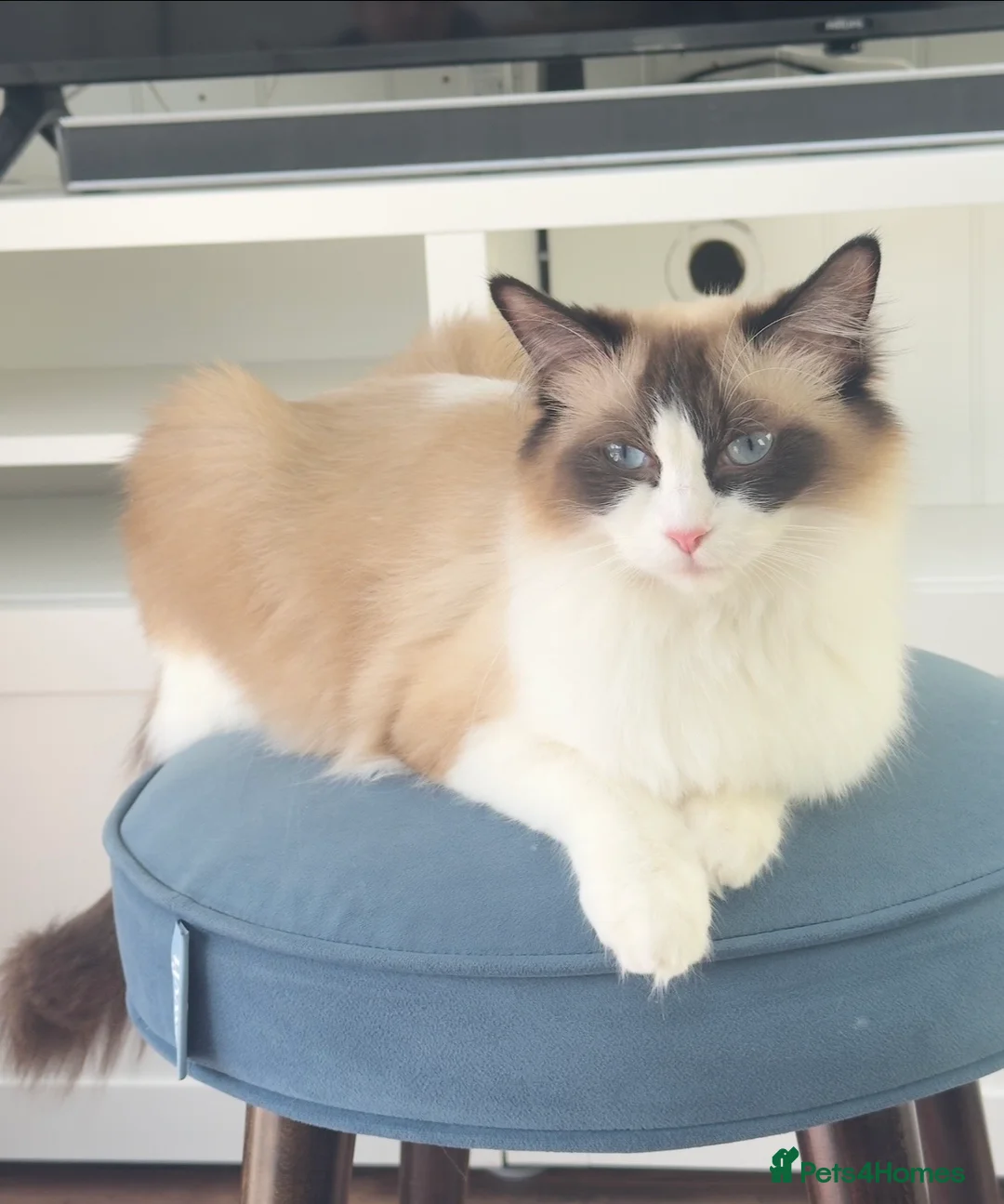 Mixed Breed cats for sale: Ragdoll x Turkish Angora kittens - Advert 1