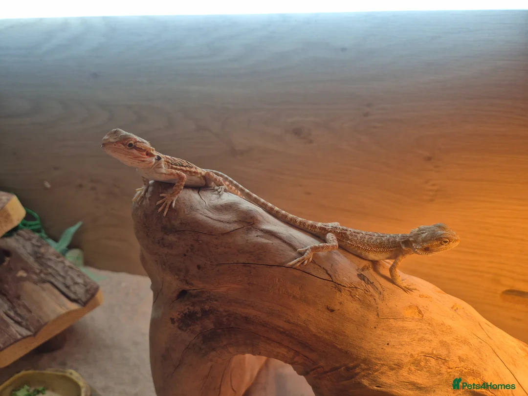 Bearded Dragon reptiles for sale: 2 baby bearded dragons and set up - Advert 4