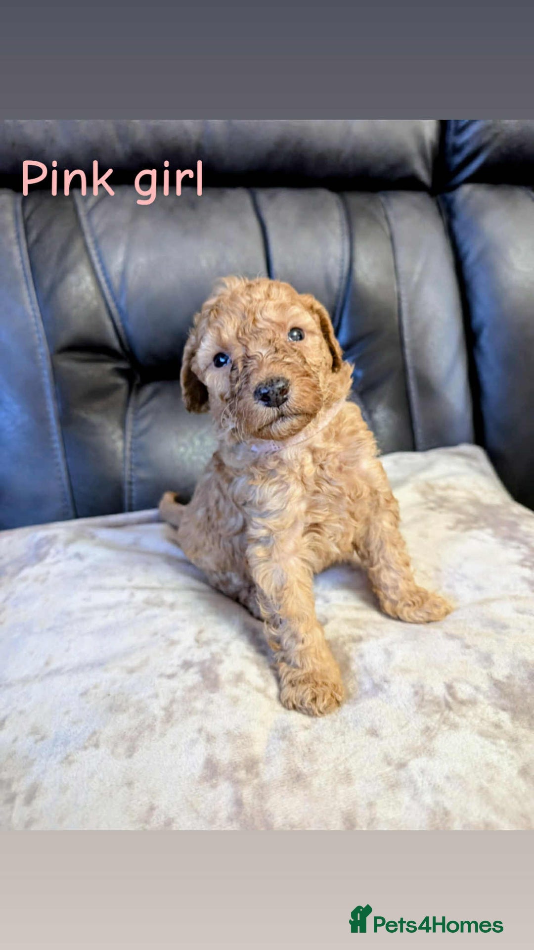 Labradoodle dogs for sale: HEALTH TESTED F1b Miniature labradoodle for SALE - Image 4