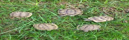 Tortoise reptiles for sale: Greek spur-thighed tortoises (Testudo graeca)  - Advert 4