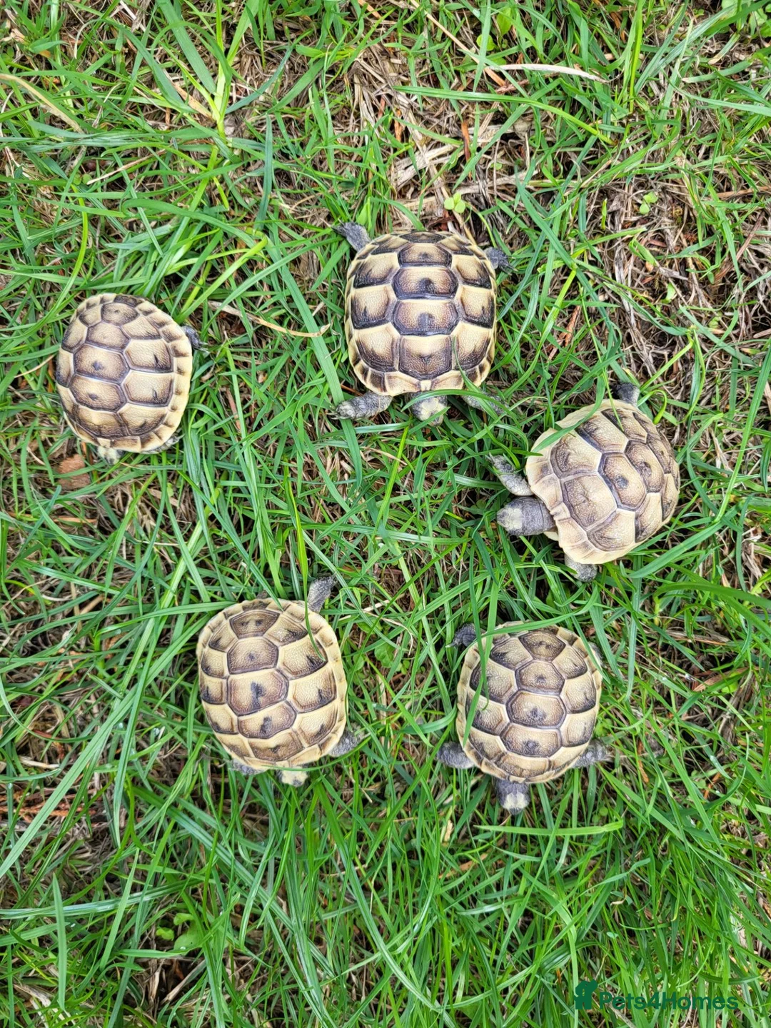 Tortoise reptiles for sale: Greek spur-thighed tortoises (Testudo graeca)  - Advert 4