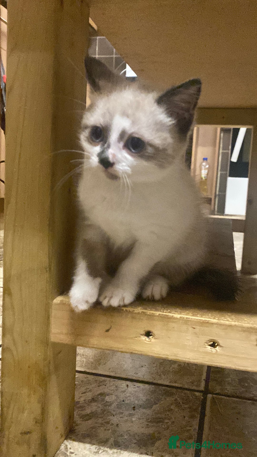 British Shorthair cats for sale: Beautiful kitten - Advert 6