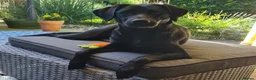 Labrador Retriever dogs for sale: Labrador puppies in Waterlooville - Advert 8