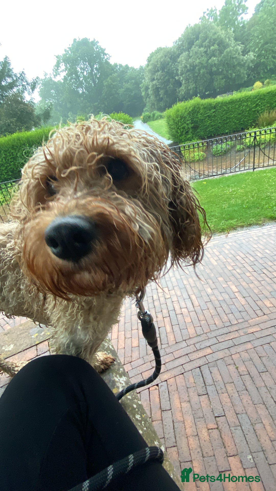Cavapoo dogs for sale: Cavapoo - Image 4