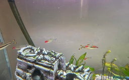 Other/Mixed Breed fish for sale: COMPLETE AQUARIUM SET - Image 6