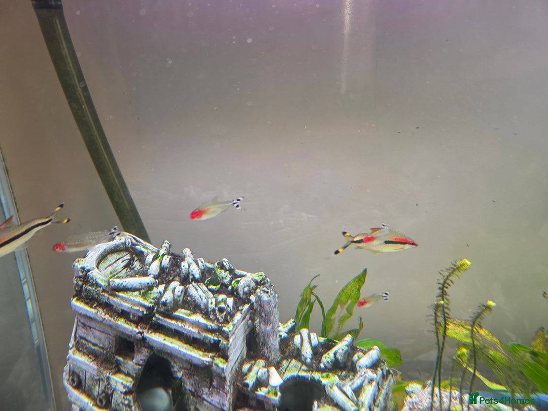 Other/Mixed Breed fish for sale: COMPLETE AQUARIUM SET - Image 6
