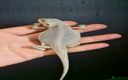 Bearded Dragon reptiles for sale: Pogona vitticeps + vitticeps/Barbata hybrids - Image 20