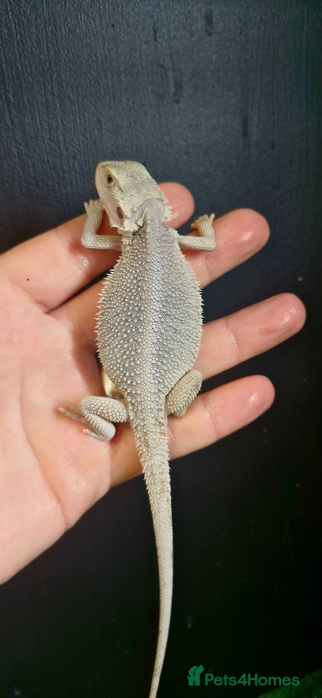 Bearded Dragon reptiles for sale: Pogona vitticeps + vitticeps/Barbata hybrids - Image 20