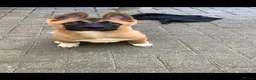 Akita dogs for sale: American Akita pup - Advert 4