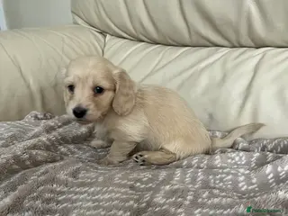 Miniature Dachshund dogs English cream long haired Dachshund puppies - Advert 12