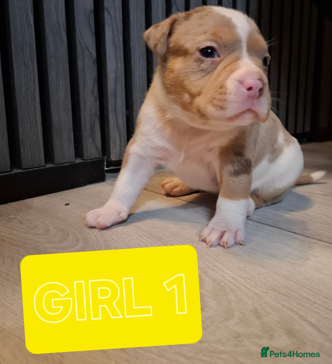 American Bully dogs for sale: AMERICAN BULLY PUPPIES 🐶  - Advert 11