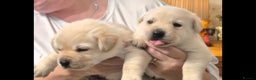 Labrador Retriever dogs for sale: Chunky beautiful ❤️ Yellow puppies . - Advert 11