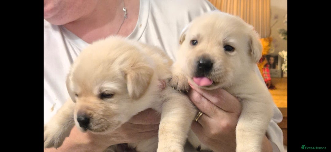 Labrador Retriever dogs for sale: Chunky beautiful ❤️ Yellow puppies . - Advert 11